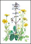 Lyre-leaved-Sage