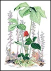 Jack-in-the-pulpit-