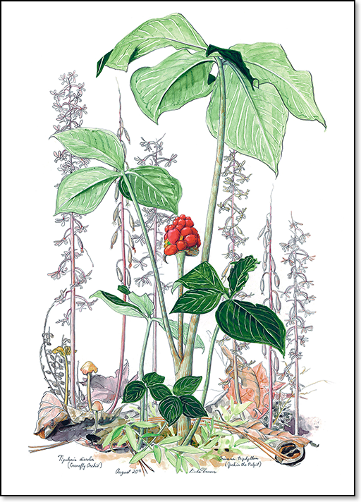 Jack-in-the-pulpit-