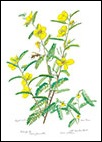 Partridge-pea