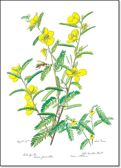 Partridge-pea