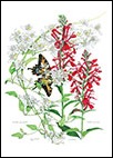 Cardinal-Flower