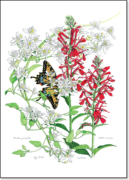 Cardinal-Flower