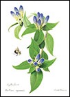 Soapwort-Gentian