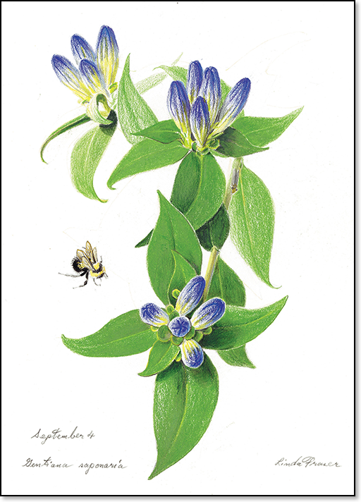 Soapwort-Gentian