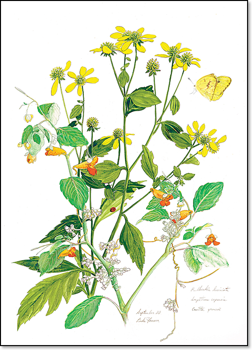 Jewelweed