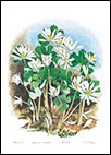 Bloodroot